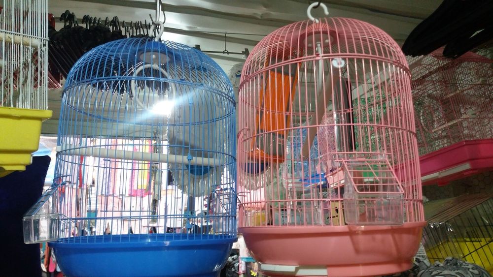 Волнистые попугаи