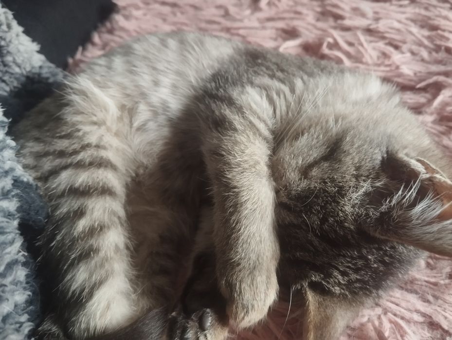 Отдам персидских котят