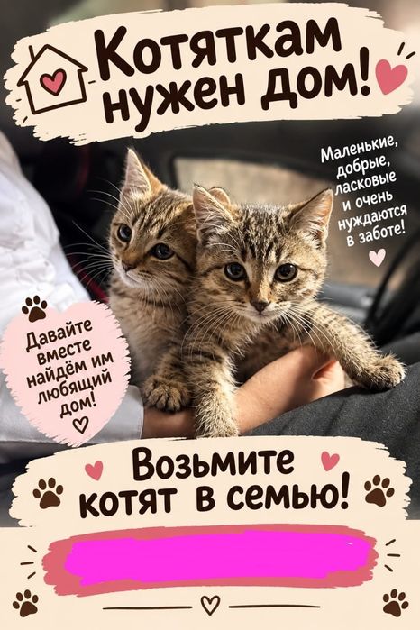 Милые котята в добрые руки!