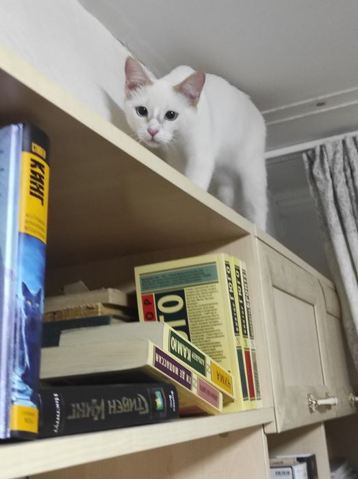 Кошечка стерилизованная