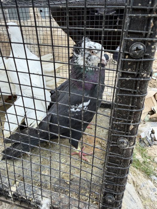 Голубы Гулсар Продам