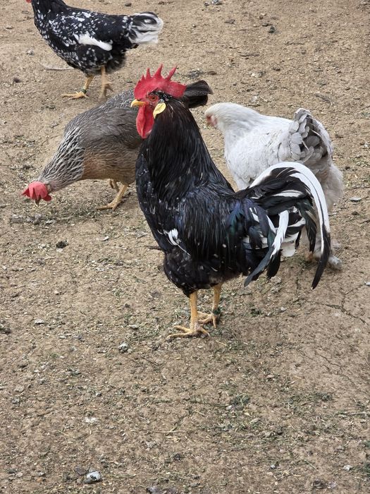 Gaini italiene bobate  4+1