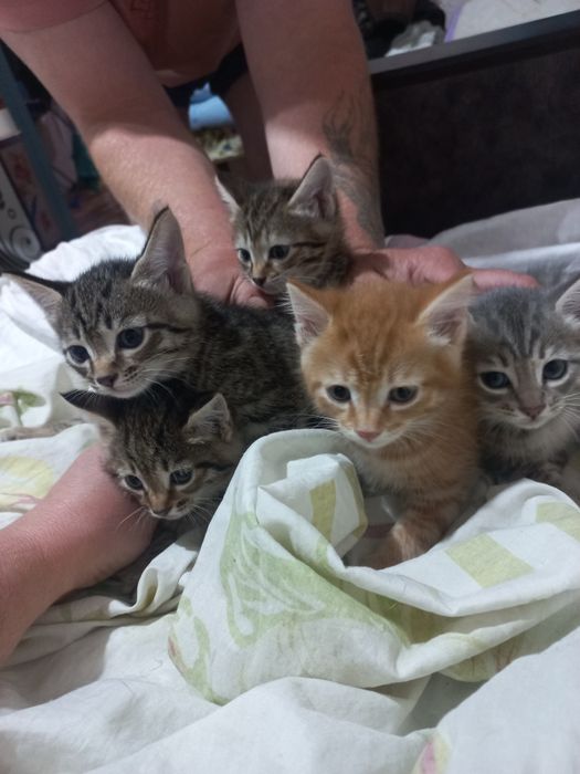 Отдам котят в хорошие руки