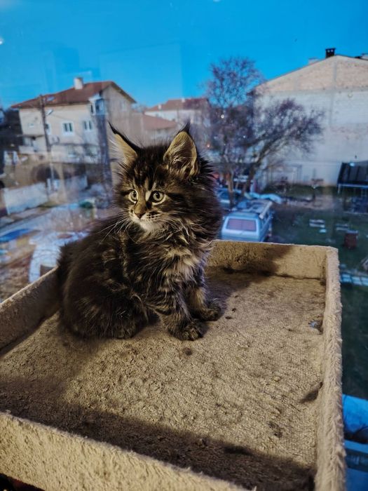 Мейн Кун, женско чистокръвно коте