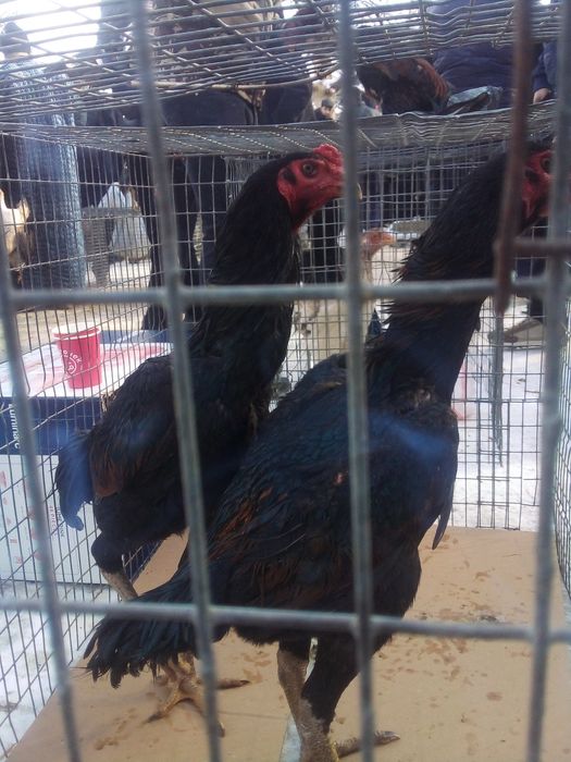 ganoy kareya jujalari sotuda