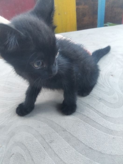 Отдам  котёнка в добрые руки