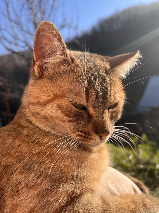 Ofer spre adoptite 2 pisicute