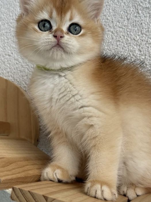 British shorthair golden de ELITA !! Certificat pedigree WCF