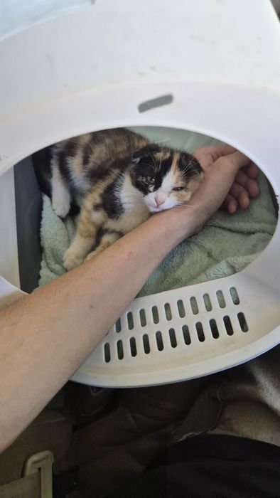 Котёнок в добрые руки