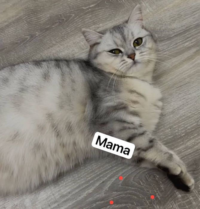 srochna sotiladi koshka