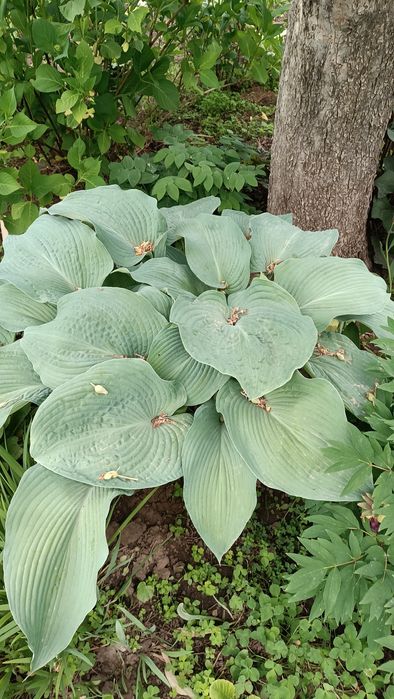 Продам хосты-декоративные  многолетники.