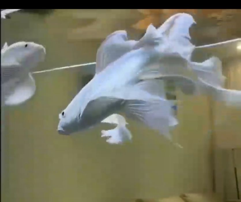 Коя платина гигант