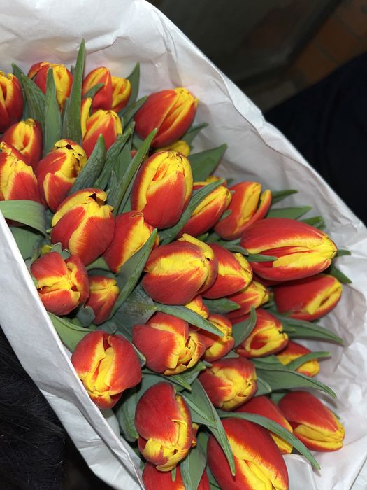 Продам тюльпаны 450 ОПТ