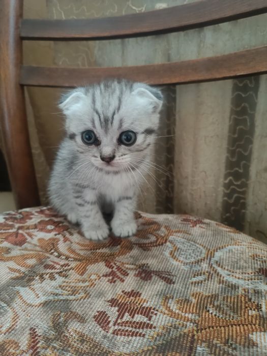 Продам Шотландские вислоухие