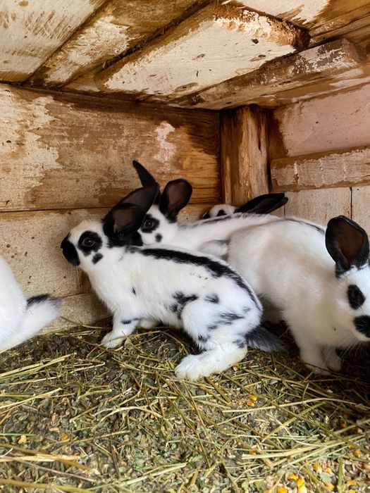 PUI Fluture german din tata cu certificat de origine tatuat