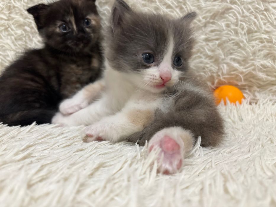 Котята в добрые руки