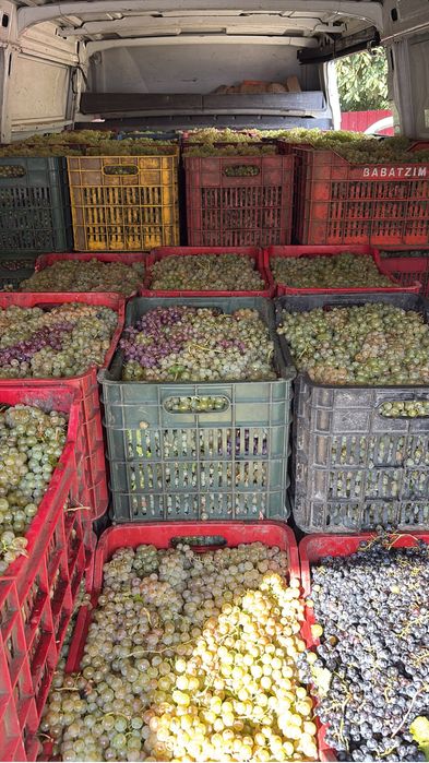 Vand struguri de vin