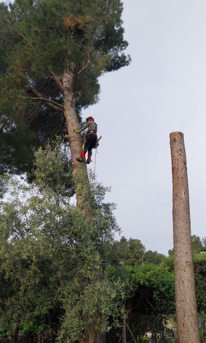Defrișări , curatenie teren ,curti , tocător crengi , resturi vegetale