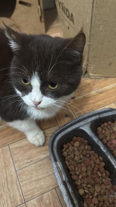 Отдам котенка в хорошие руки