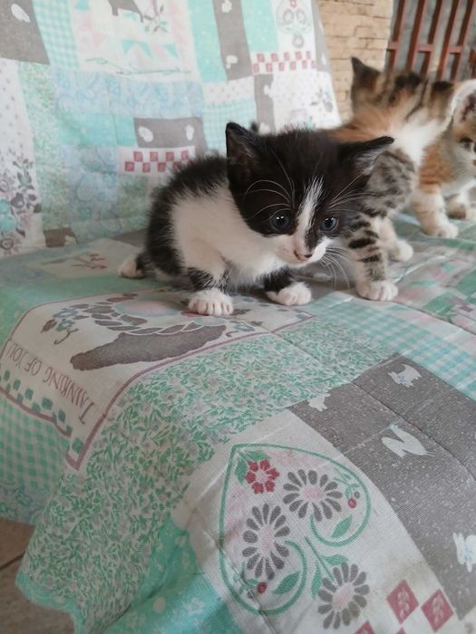Adoptii pui pisica
