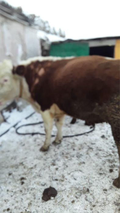 Продам. Быка. 3года 8 месяцев.