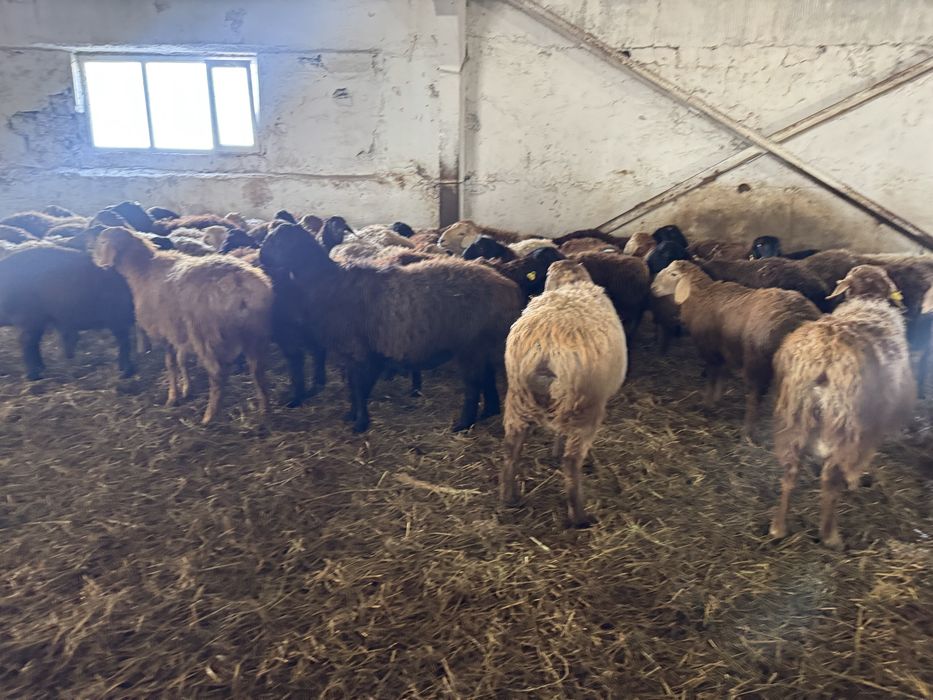 Продам кошкаров на племя