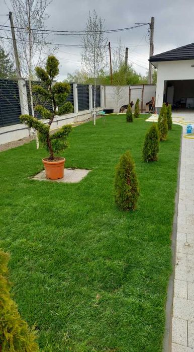 Gazon Proaspăt Recoltat: Calitate garantată direct de la producător.