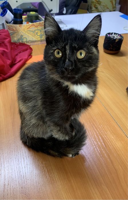 Отдам котенка в добрые руки