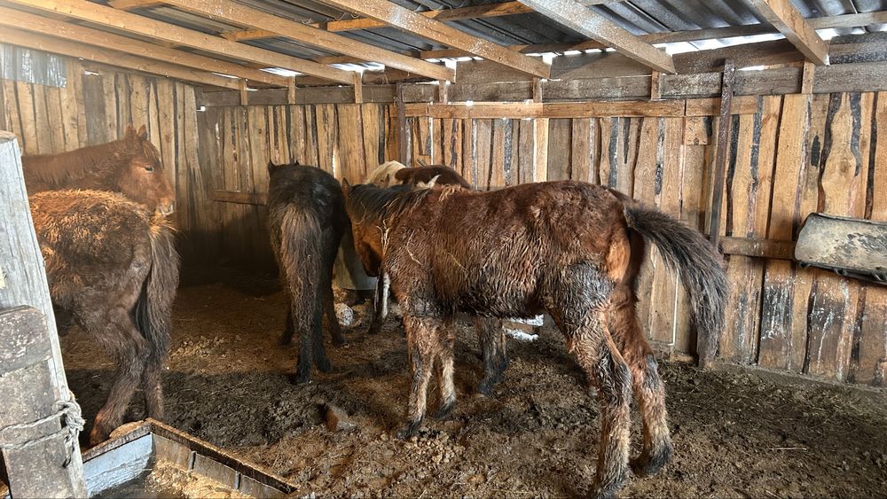 жабагылар сатылады