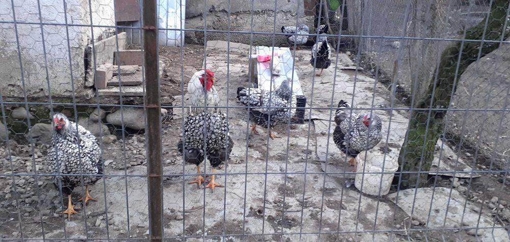 Vând cocoș Brahma Lemon si ouă wyandotte