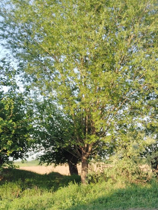 Тол дарахтлари сот ладиииии и