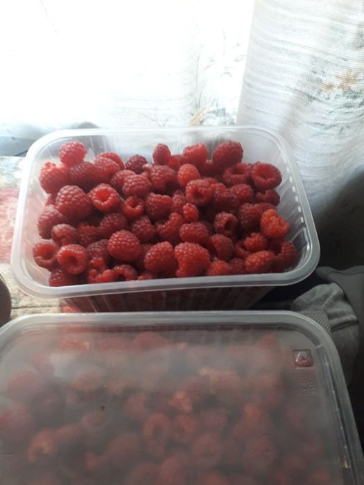 Продам домашнюю малину