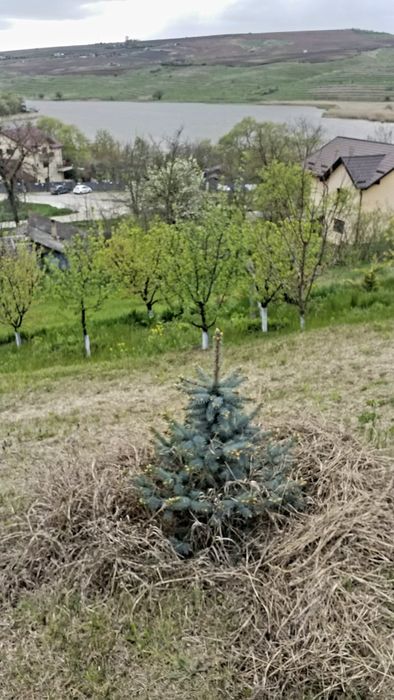 Brad Argintiu la vas de 5 litri