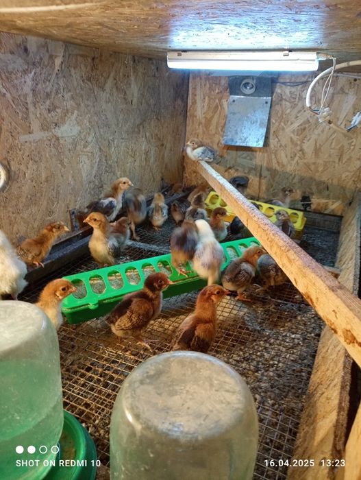 Цыплята Кучинские.