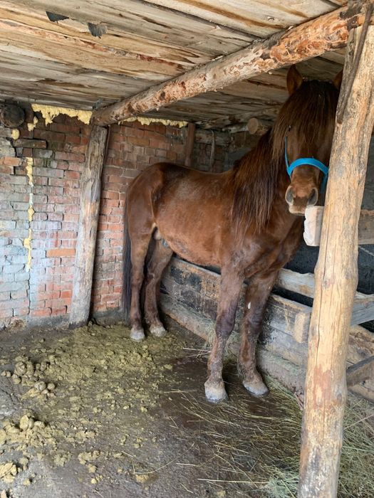 Айгыр 8 жасар сатылады