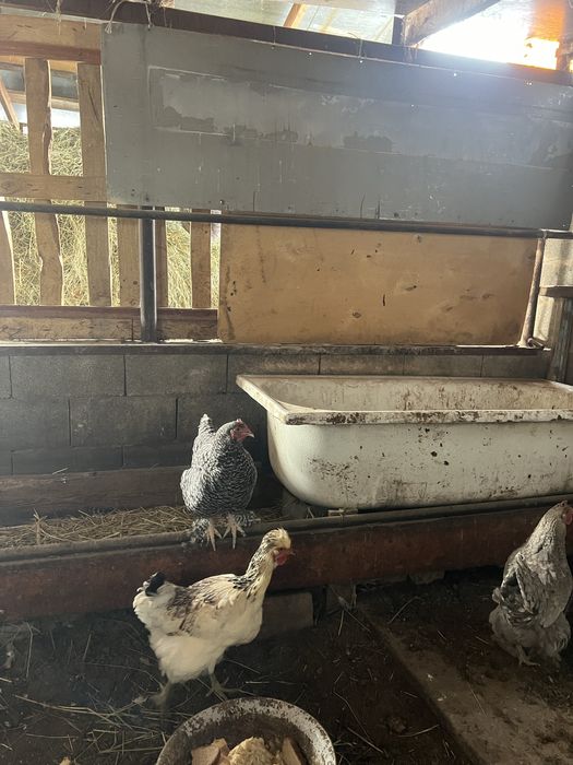 Продам куриц по 5000