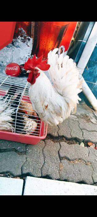 Cocoșei chabo tineri originali