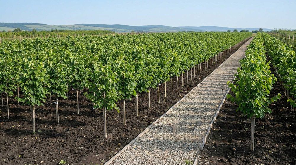 Tei, mesteacăn, platan, stejar și carpen – arbori 2–4,5 m | NordGarden