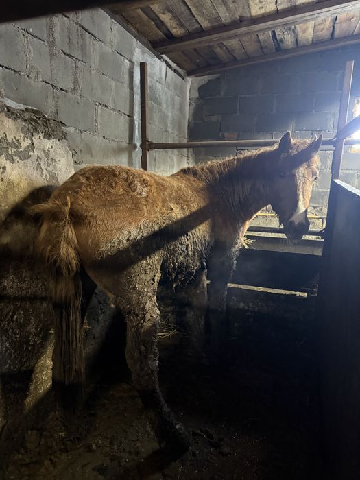 Лошадь с откорма