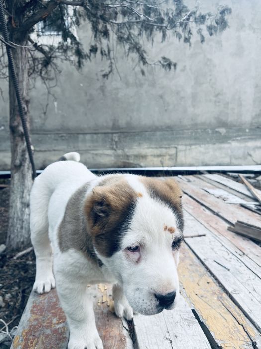 Алабай күшік сатылады