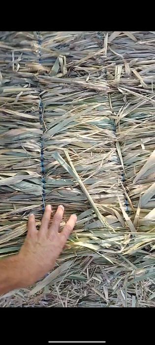 Tomga qamishlar sifatli to'qilgan qalin  va arzon