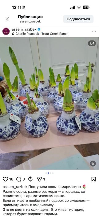 Амариллис с принтами