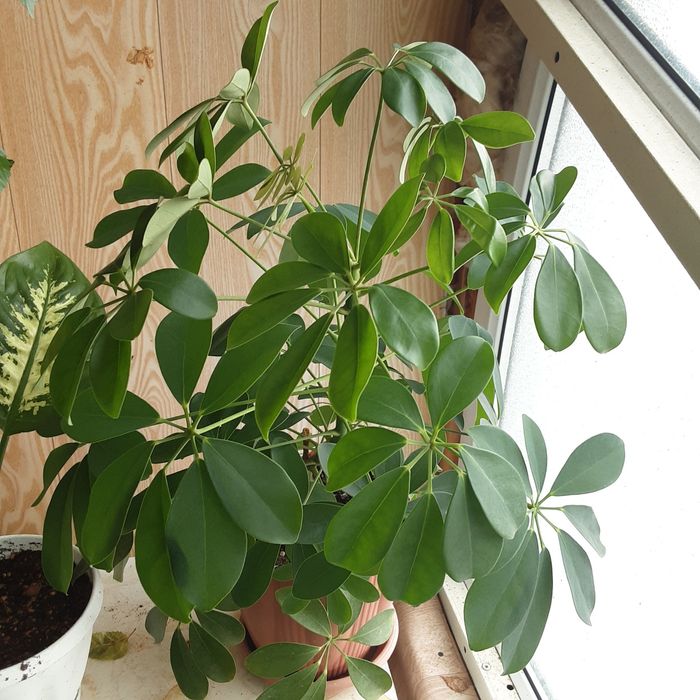 Продам Шеффлера древовидная