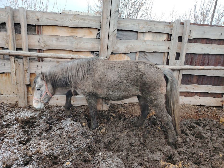 Продается Кабыла 6 лет