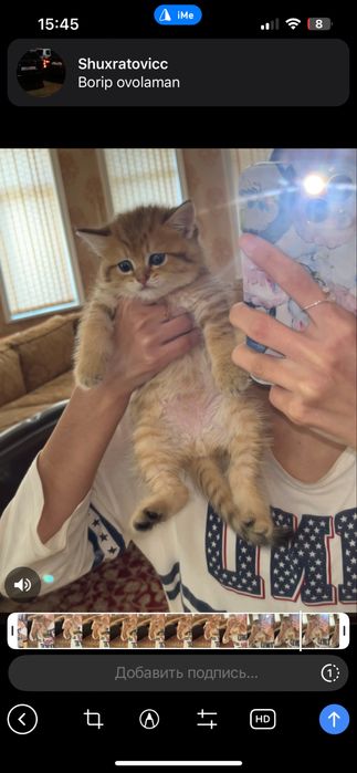 Golden chinchilla ny12 tabby