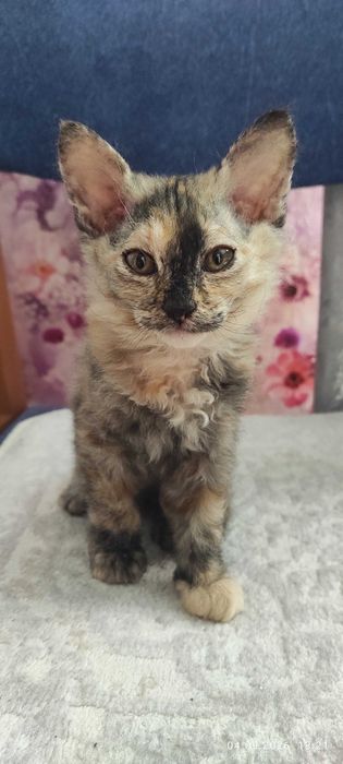 Замечательный котенок, девочка