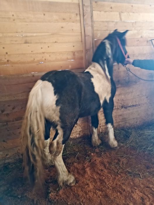 Vând manz friesian pinto..foarte frumos și energic