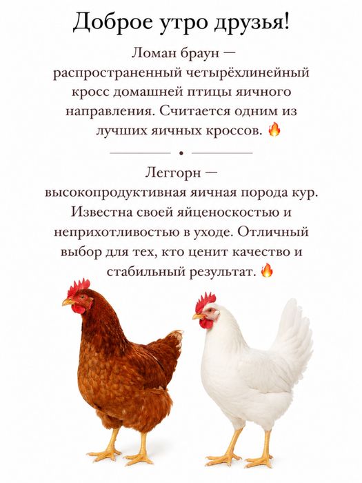 Продам курей ломанбраунов,леггорнов