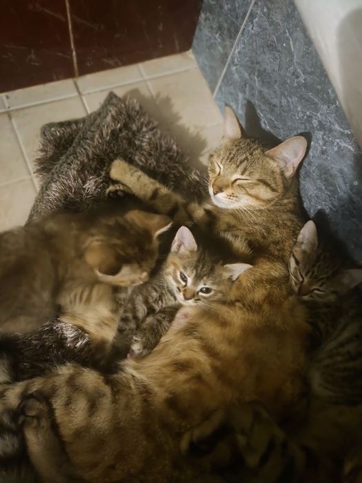 Кошка котяами отдам бесплатно