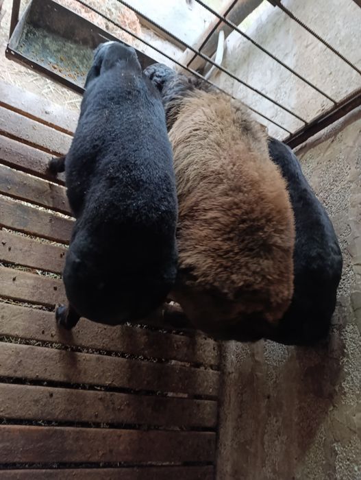 Козы кошкарлар сатылады